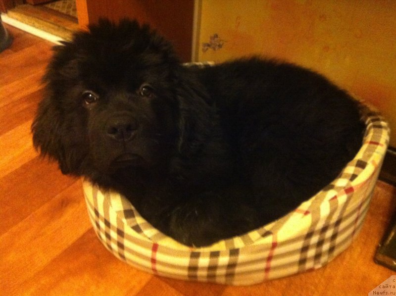 Фото: Олег Чернышов