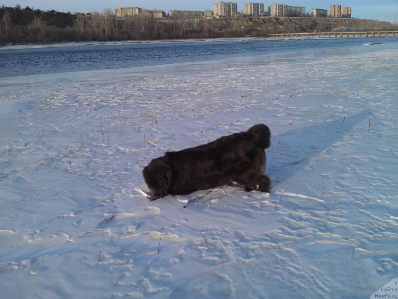 Фото: ньюфаундленд Багряная Осень из Аркаима
