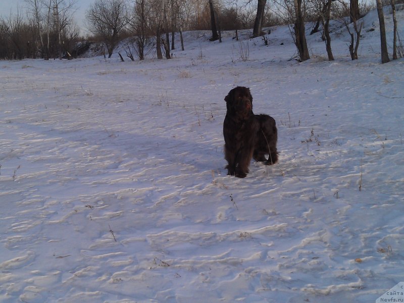 Фото: ньюфаундленд Багряная Осень из Аркаима