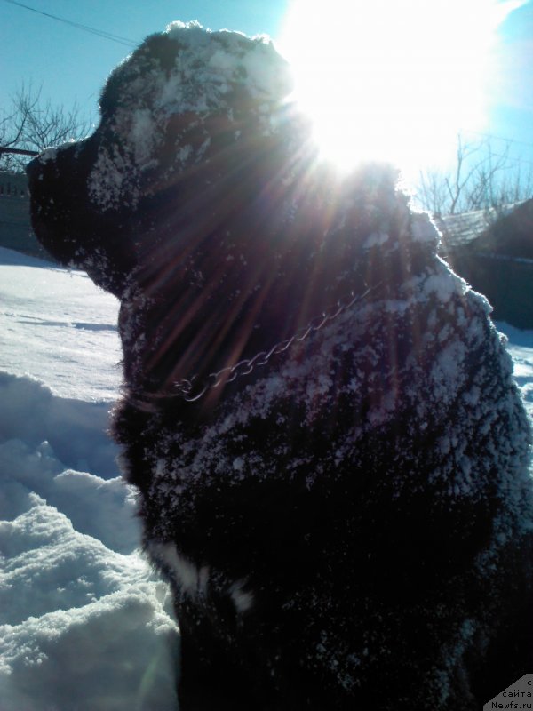 Фото: ньюфаундленд Арна (Arna)