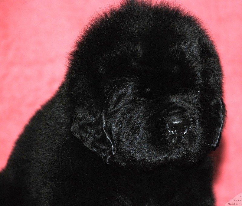 Фото: ньюфаундленд Белкондер-Клаб Добрыня Мистер Ферст