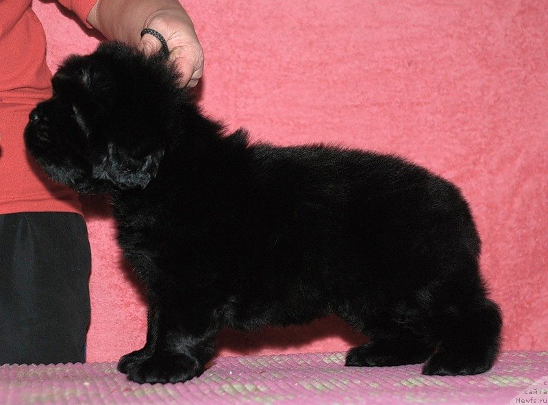 Фото: ньюфаундленд Белкондер-Клаб Достучаться До Небес (Belkonder-Club Dostuchat'sya Do Nebes)