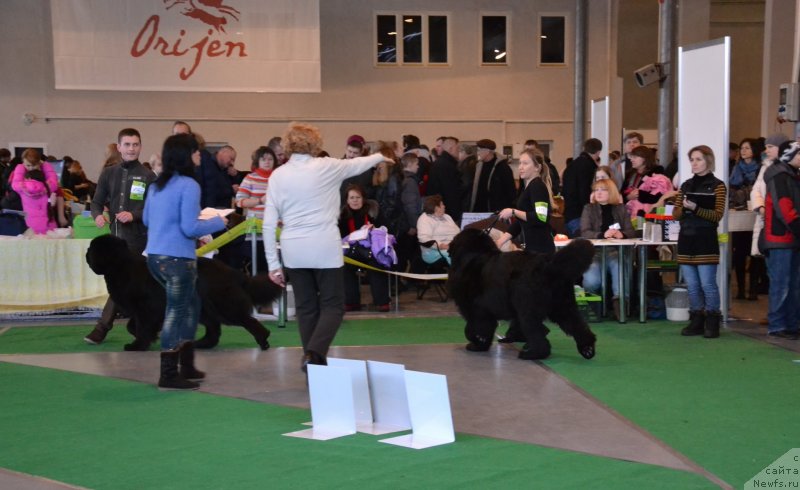 Фото: ньюфаундленд Medved Morning Star Almas-Alana