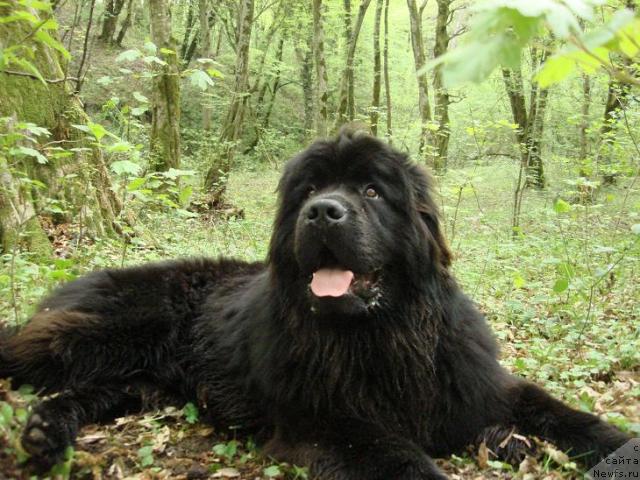Фото: ньюфаундленд Потап Фидель