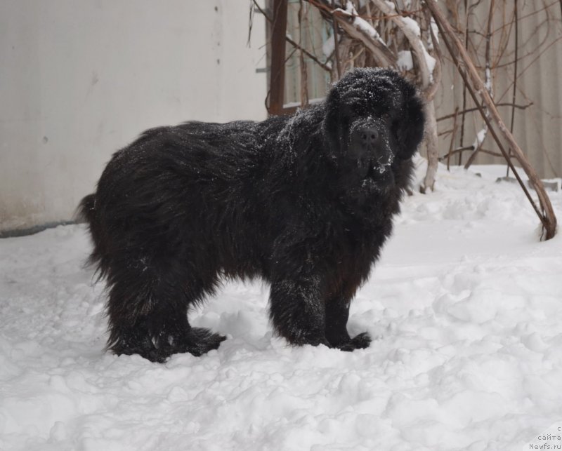Фото: ньюфаундленд Супер Премиум Амелия Экшен