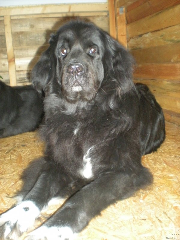 Фото: ньюфаундленд Бастина