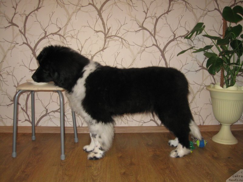 Фото: ньюфаундленд Сент Джонс Гламур Леди (Sent Djons Glamour Lady)