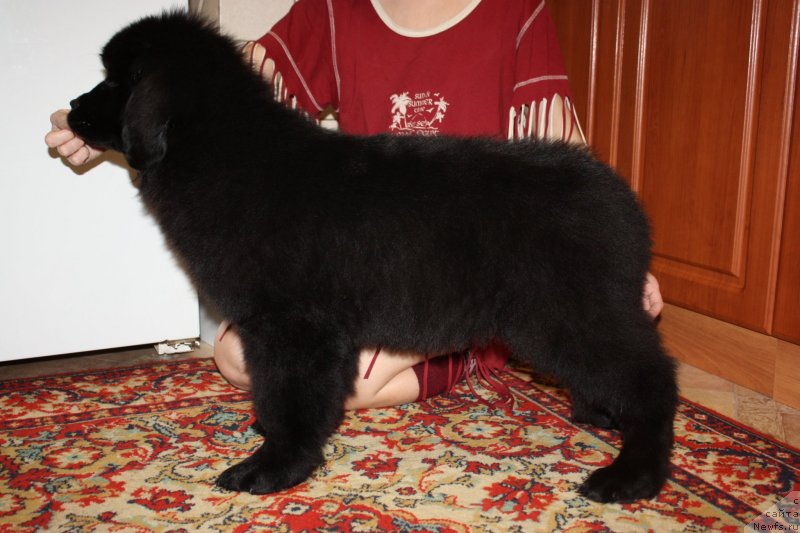 Фото: ньюфаундленд Соул оф Роуз Азура