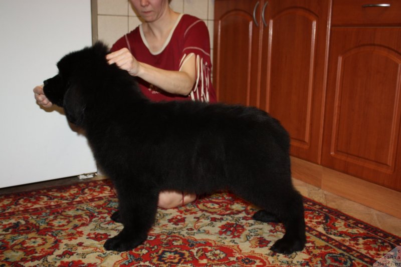 Фото: ньюфаундленд Соул оф Роуз Азура