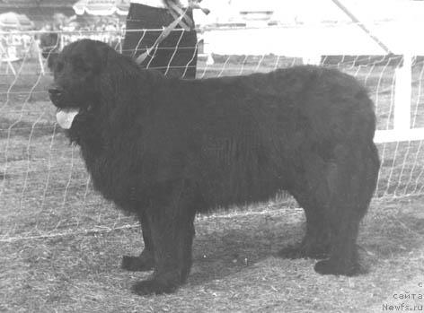 Фото: ньюфаундленд Чесма Сивольф