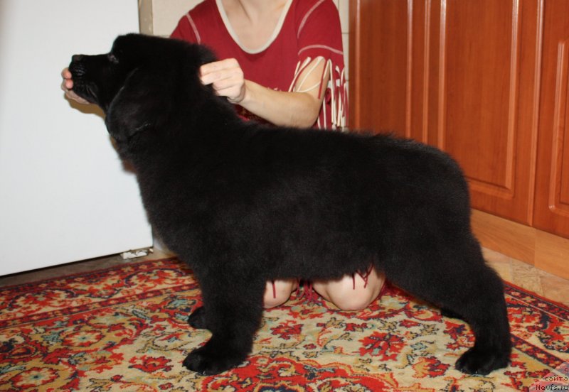 Фото: ньюфаундленд Соул оф Роуз Алистер