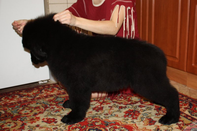 Фото: ньюфаундленд Соул оф Роуз Алистер