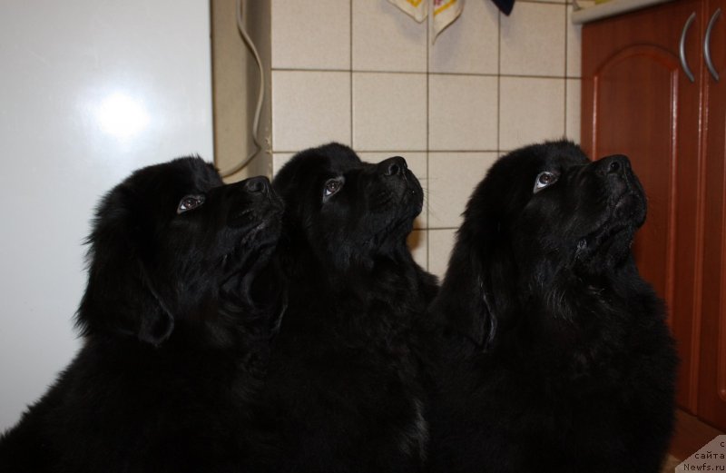 Фото: ньюфаундленд Соул оф Роуз Арлин, ньюфаундленд Соул оф Роуз Алистер, ньюфаундленд Соул оф Роуз Азура