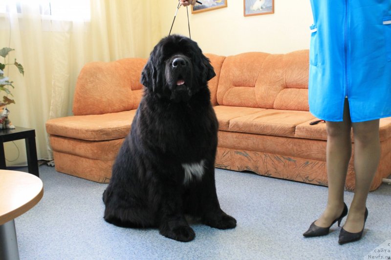 Фото: ньюфаундленд Transatlantika Nuo Ozo Kalvu