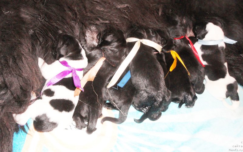 Фото: ньюфаундленд Бегущая по Волнам Роуал Флаш (Beguschaya po Volnam Royal Flash)