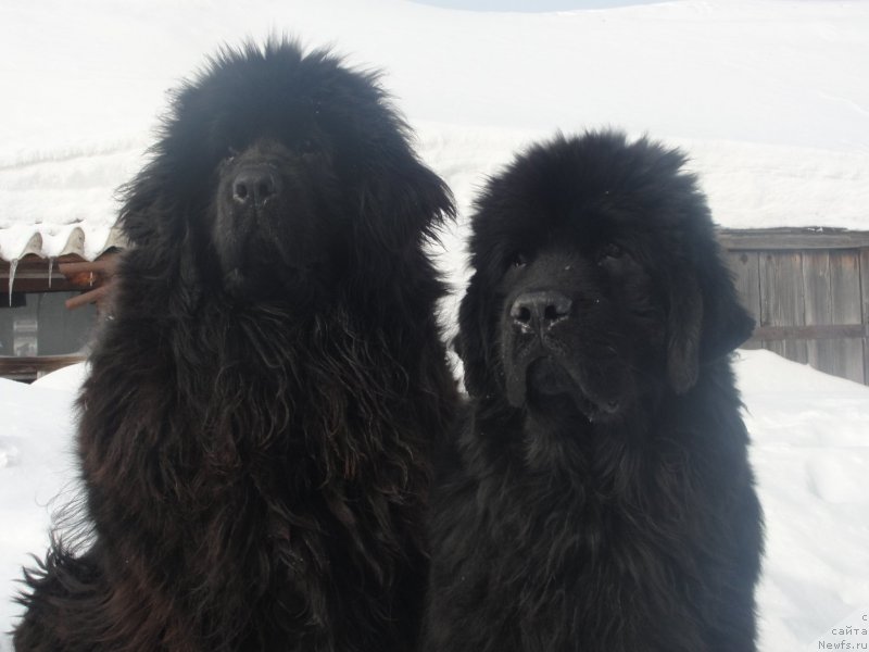 Фото: ньюфаундленд Жемчужина Сибири от Марлеон Дусвик, Элронд Мудрый от Сибирского Медведя