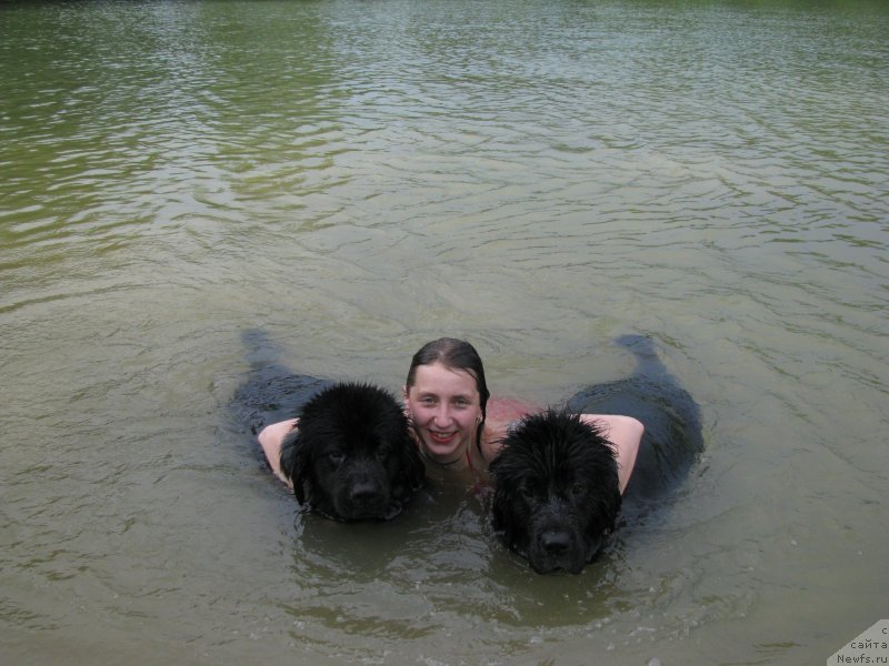 Фото: ньюфаундленд Амулет Любви и Счастья (Amulet Lyubvi i Schastya), Анна Лутченкова, ньюфаундленд Сангрия