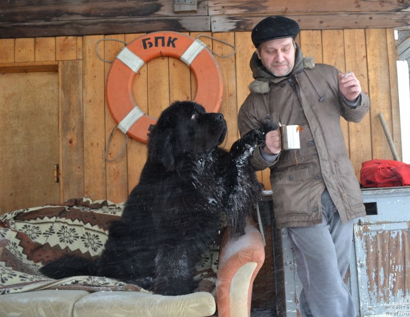 Фото: ньюфаундленд Веридан Звездный Путь