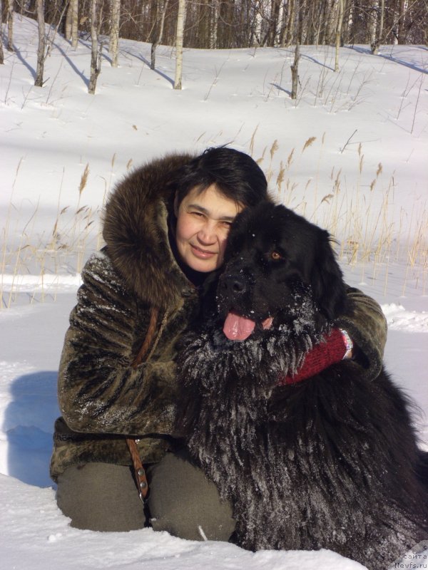 Фото: ньюфаундленд Барышня, Галия Гизатуллина