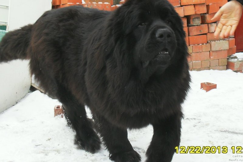 Фотография № 118265