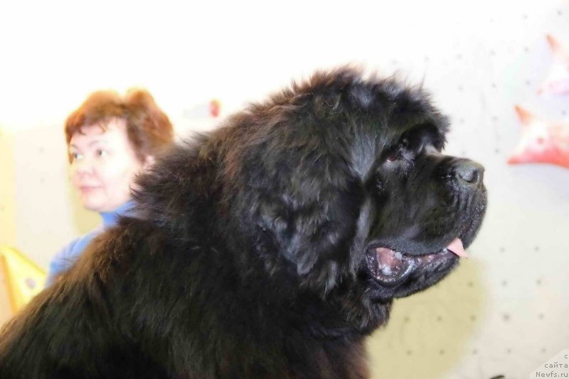 Фото: ньюфаундленд Ньюфорт Фидель (Njufort Fidel)