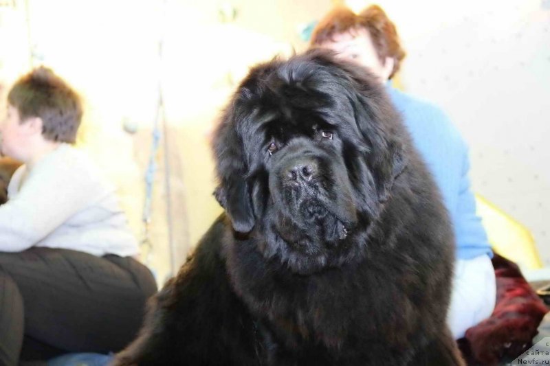 Фото: ньюфаундленд Ньюфорт Фидель (Njufort Fidel)