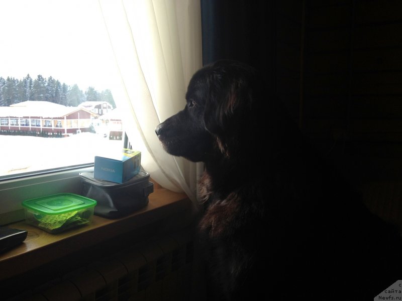 Фото: ньюфаундленд Бонни Флайт