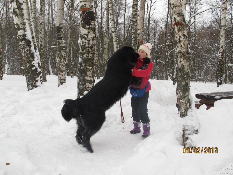 Фото: ньюфаундленд Донатс Прайд Бэт Мидлер