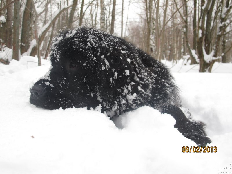 Фото: ньюфаундленд Донатс Прайд Бэт Мидлер