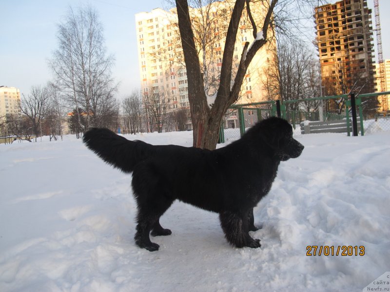 Фото: ньюфаундленд Донатс Прайд Бэт Мидлер