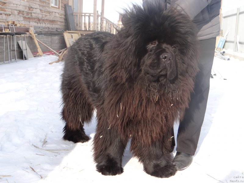 Фото: ньюфаундленд Мистер Форте Импрессионе (Mister Forte Impressione)