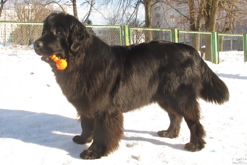 Фото: ньюфаундленд Донатс Прайд Бэт Мидлер