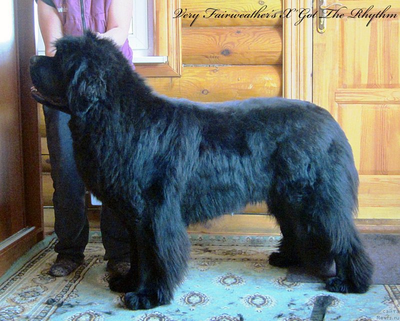 Фото: ньюфаундленд Very Fairweathers X'Got The Rhythm