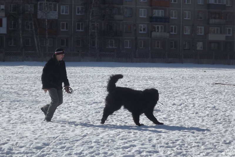 Фото: ньюфаундленд Би Перфект Аладар Хранитель Рода