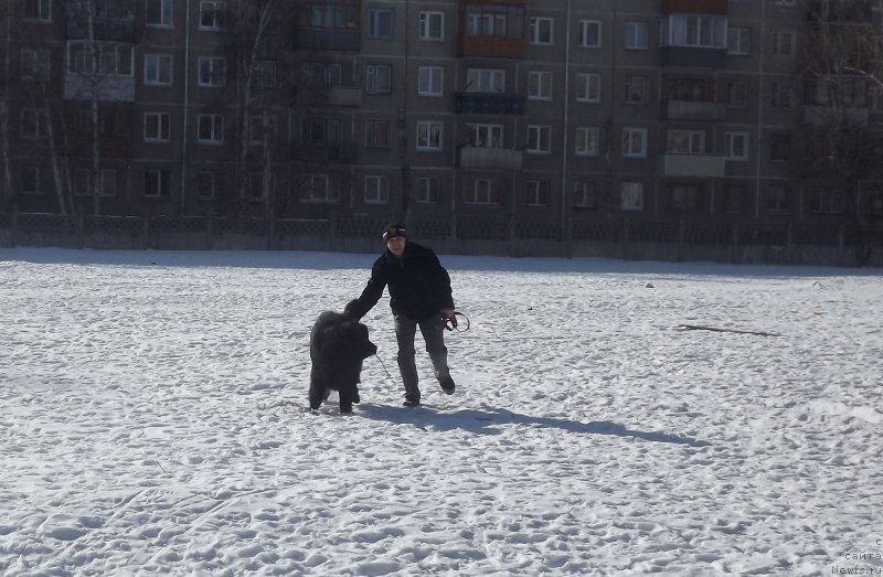 Фото: ньюфаундленд Би Перфект Аладар Хранитель Рода