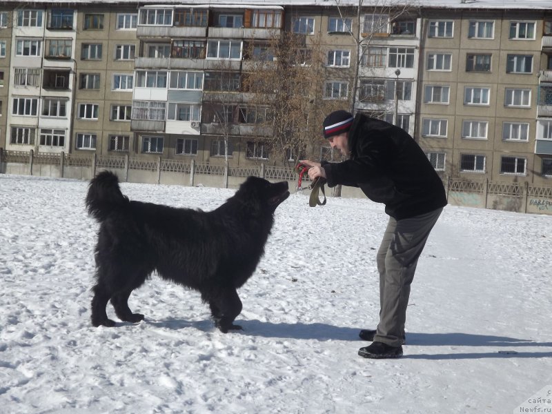 Фото: ньюфаундленд Би Перфект Аладар Хранитель Рода