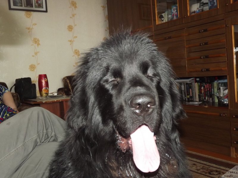 Фото: ньюфаундленд Би Перфект Аладар Хранитель Рода