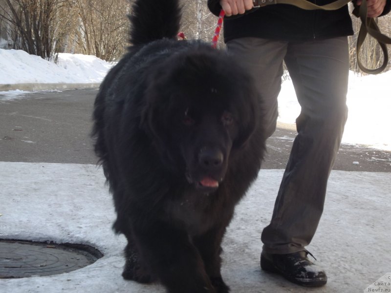 Фото: ньюфаундленд Би Перфект Аладар Хранитель Рода