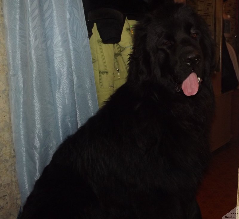 Фото: ньюфаундленд Би Перфект Аладар Хранитель Рода