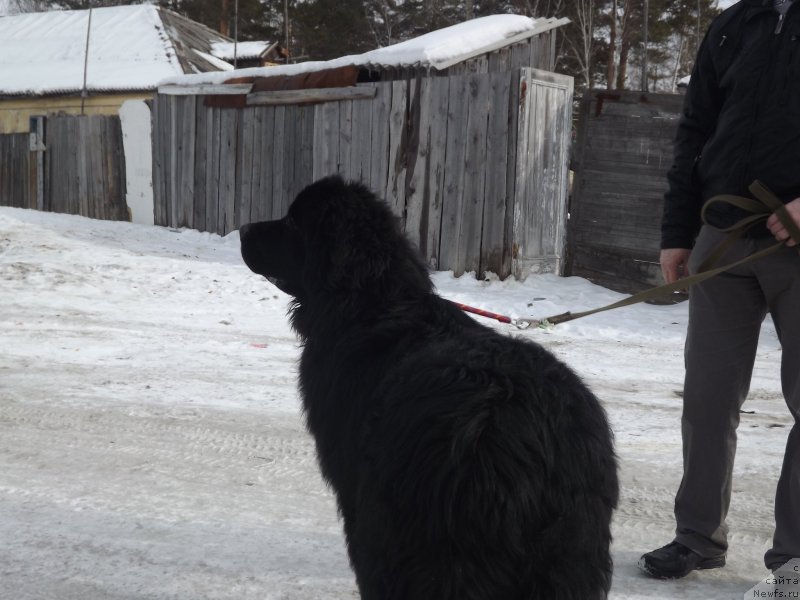 Фото: ньюфаундленд Би Перфект Аладар Хранитель Рода