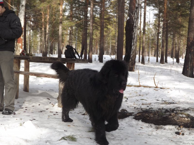 Фото: ньюфаундленд Би Перфект Аладар Хранитель Рода