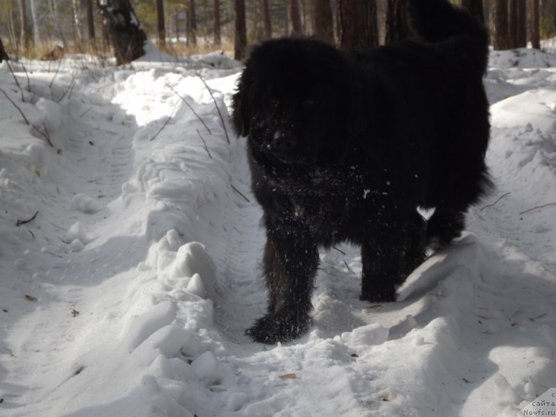 Фото: ньюфаундленд Би Перфект Аладар Хранитель Рода
