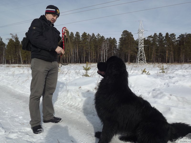 Фото: ньюфаундленд Би Перфект Аладар Хранитель Рода