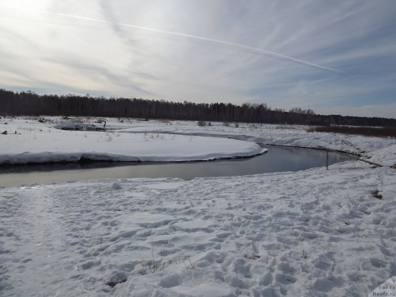 Фото: ньюфаундленд Би Перфект Аладар Хранитель Рода