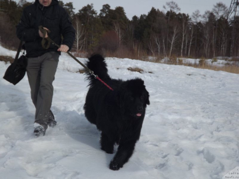 Фото: ньюфаундленд Би Перфект Аладар Хранитель Рода