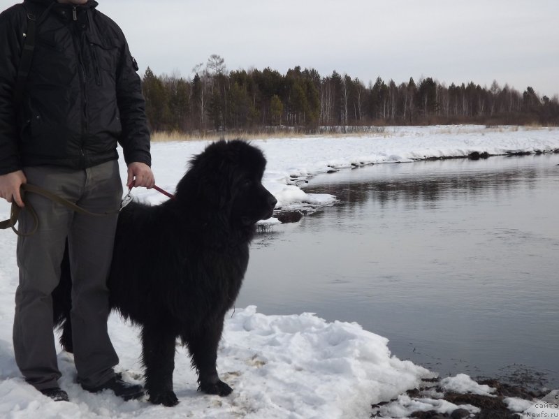 Фото: ньюфаундленд Би Перфект Аладар Хранитель Рода
