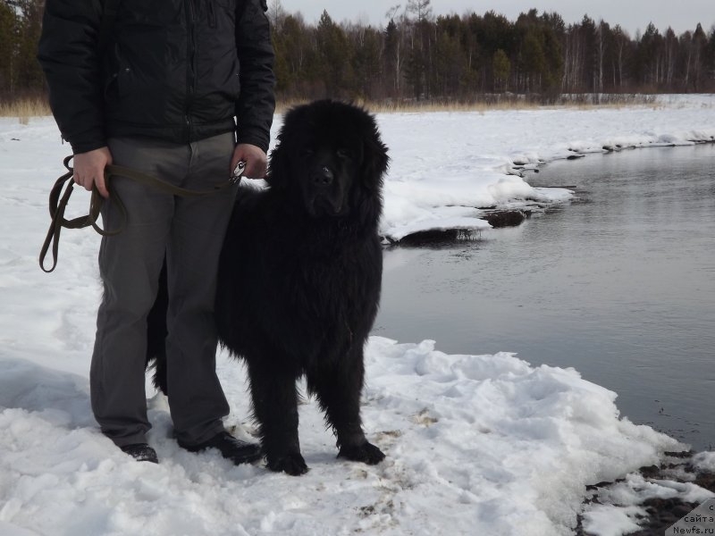 Фото: ньюфаундленд Би Перфект Аладар Хранитель Рода