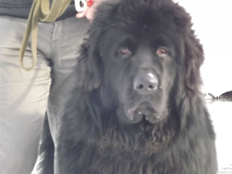 Фото: ньюфаундленд Би Перфект Аладар Хранитель Рода
