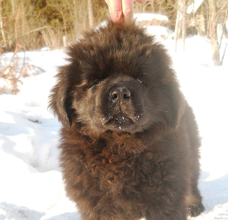 Фото: ньюфаундленд Сокровище Белой Богини