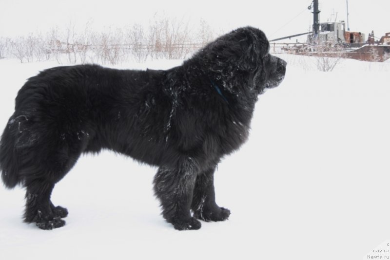 Фото: ньюфаундленд Бегущая по Волнам Зеро Коол